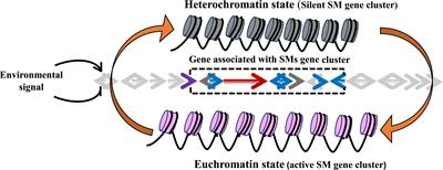 Epigenetic Modification: A Key Tool for Secondary Metabolite Production in Microorganisms